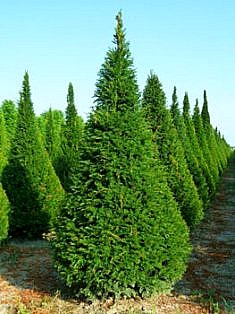 TAXUS, TASSO (TAXACEAE) BACCATA