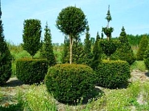 TAXUS, TASSO (TAXACEAE) BACCATA