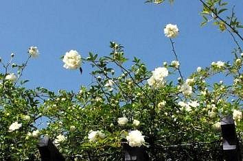 ROSE (ROSACEAE) BANKSIAE ALBA CESPUGLIO