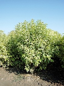 LIGUSTRUM, LIGUSTRO EXCELSUM