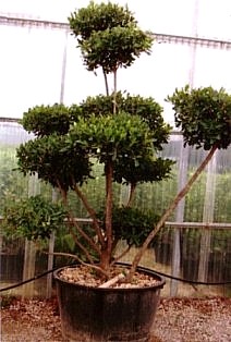 ARBUTUS  UNEDO  200-250  030-040 macrobonsai cn