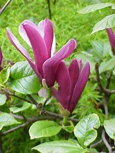 MAGNOLIA (MAGNOLIACEAE) OBOVATA PURPUREA