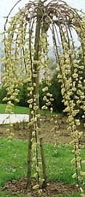 SALIX, SALICE, CAPREA PENDULA