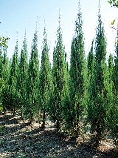 JUNIPERUS, GINEPRO VIRGINIANA SKYROCKET